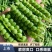 当季豌豆新鲜带壳云南高山露天种植长寿仁甜脆水果豌豆青皮豌