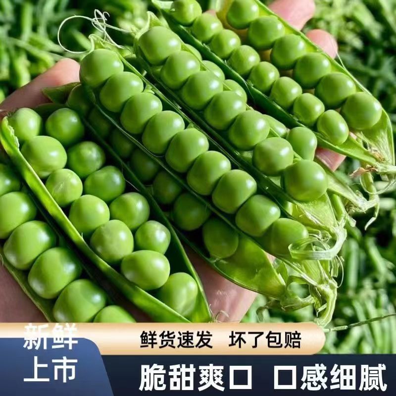 当季豌豆新鲜带壳云南高山露天种植长寿仁甜脆水果豌豆青皮豌