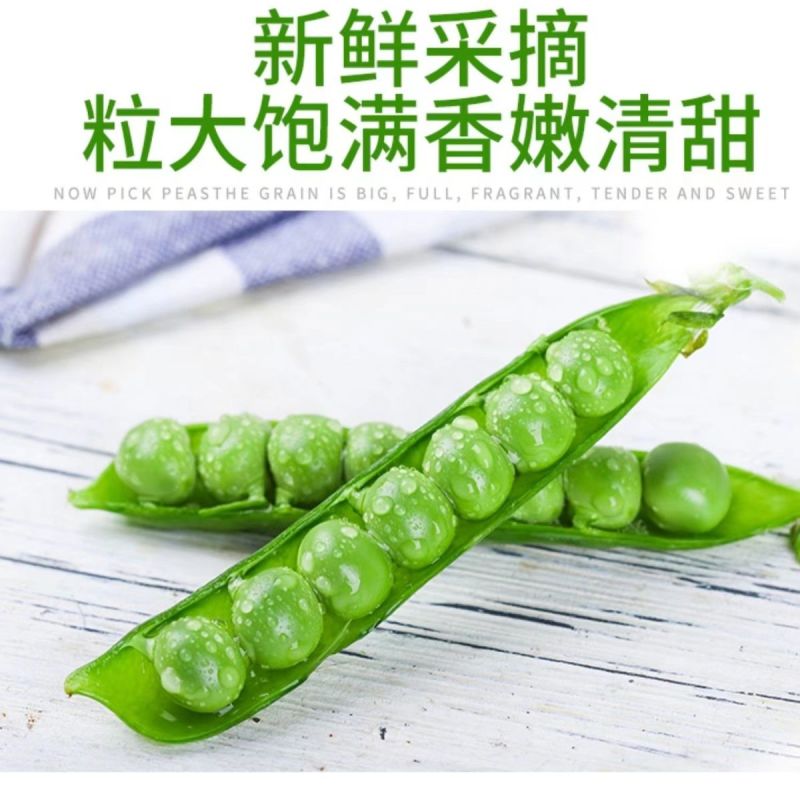 当季豌豆新鲜带壳云南高山露天种植长寿仁甜脆水果豌豆青皮豌