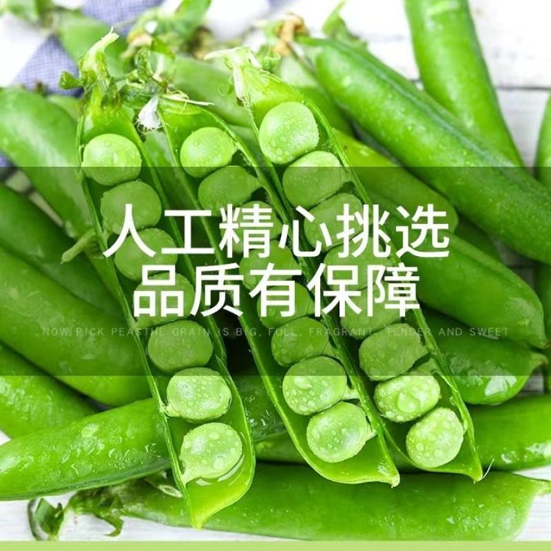 当季豌豆新鲜带壳云南高山露天种植长寿仁甜脆水果豌豆青皮豌