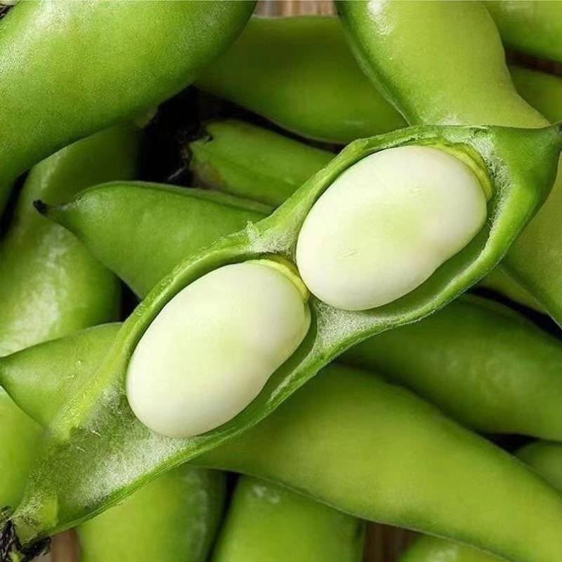 蚕豆现摘新鲜蚕豆带壳自种鲜嫩胡豆罗汉豆兰花应季农家蔬菜鲜