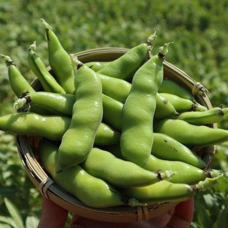 蚕豆现摘新鲜蚕豆带壳自种鲜嫩胡豆罗汉豆兰花应季农家蔬菜鲜
