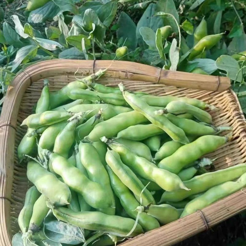 蚕豆现摘新鲜蚕豆带壳自种鲜嫩胡豆罗汉豆兰花应季农家蔬菜鲜