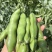 蚕豆现摘新鲜蚕豆带壳自种鲜嫩胡豆罗汉豆兰花应季农家蔬菜鲜