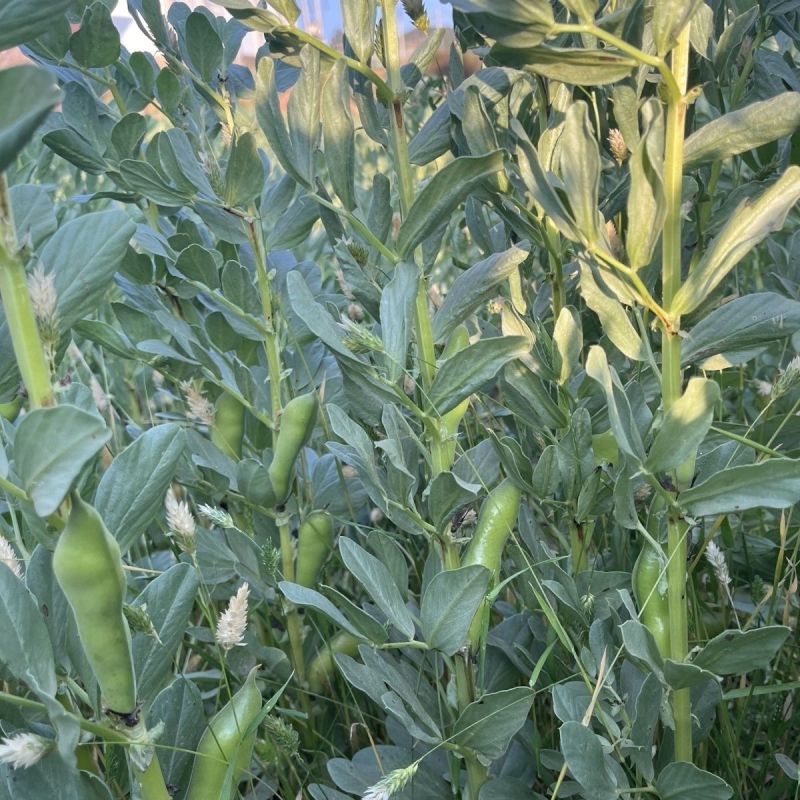 蚕豆现摘新鲜蚕豆带壳自种鲜嫩胡豆罗汉豆兰花应季农家蔬菜鲜