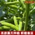 蚕豆现摘新鲜蚕豆带壳自种鲜嫩胡豆罗汉豆兰花应季农家蔬菜鲜
