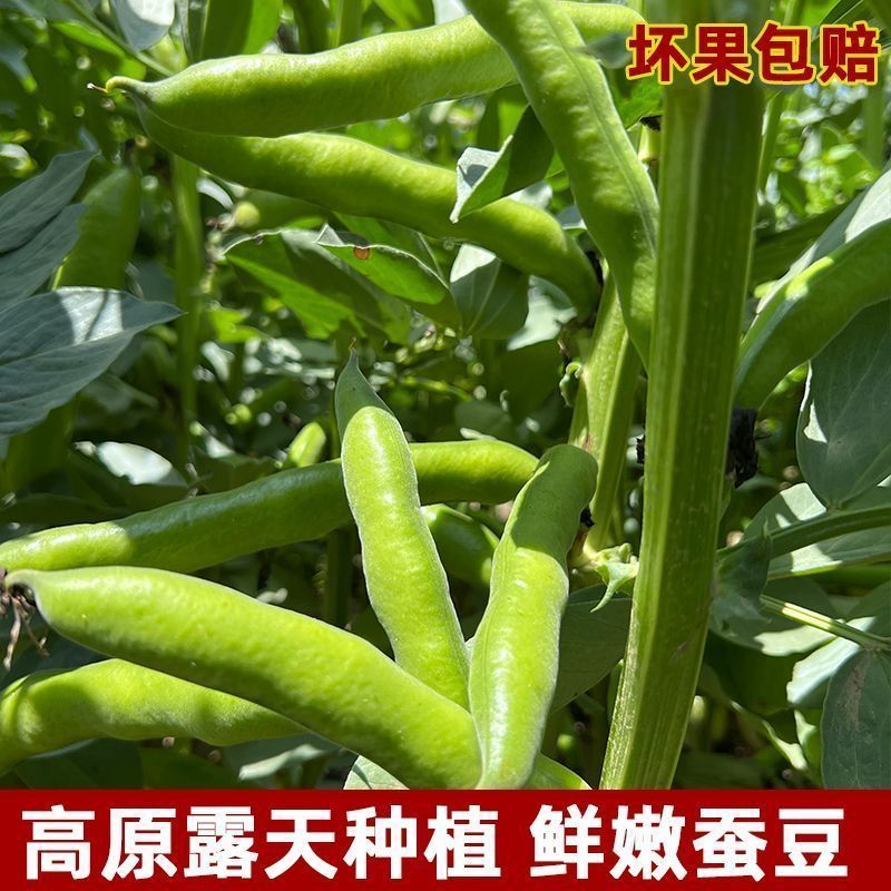 蚕豆现摘新鲜蚕豆带壳自种鲜嫩胡豆罗汉豆兰花应季农家蔬菜鲜