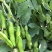 蚕豆现摘新鲜蚕豆带壳自种鲜嫩胡豆罗汉豆兰花应季农家蔬菜鲜