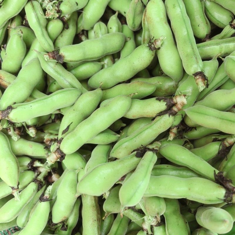 蚕豆现摘新鲜蚕豆带壳自种鲜嫩胡豆罗汉豆兰花应季农家蔬菜鲜