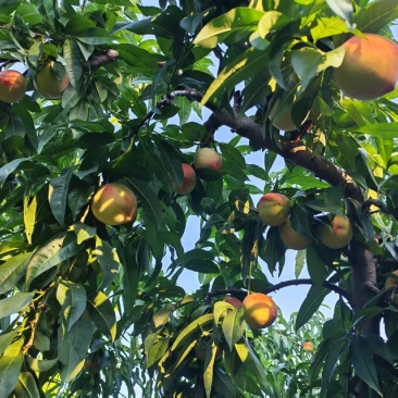 河北十四号蜜桃