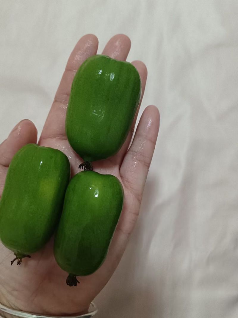软枣猕猴桃