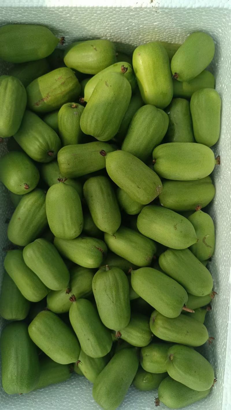 软枣猕猴桃
