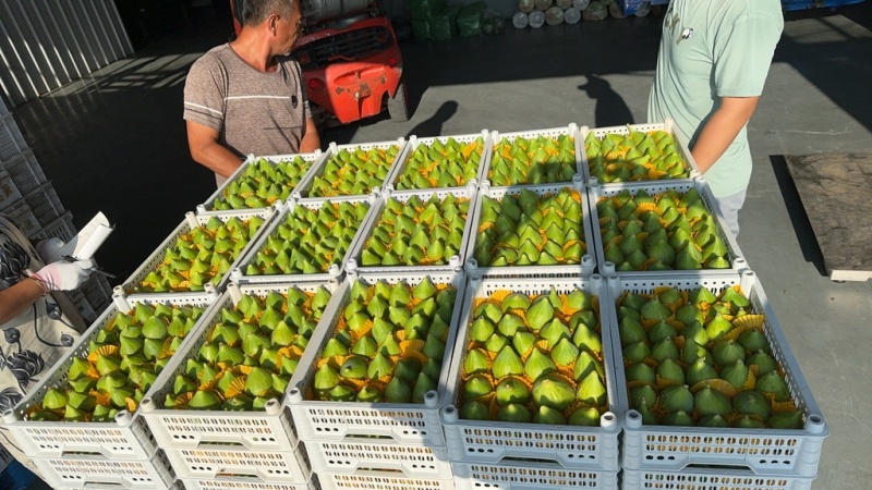 青皮无花果秋果上市