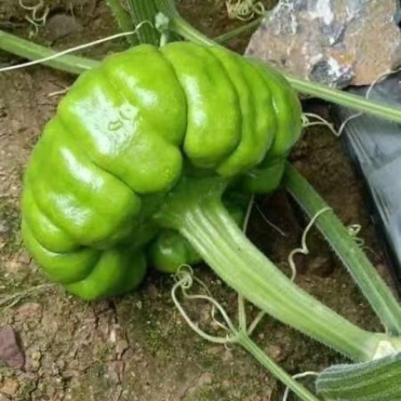 云南姜饼瓜新鲜采摘云南直发