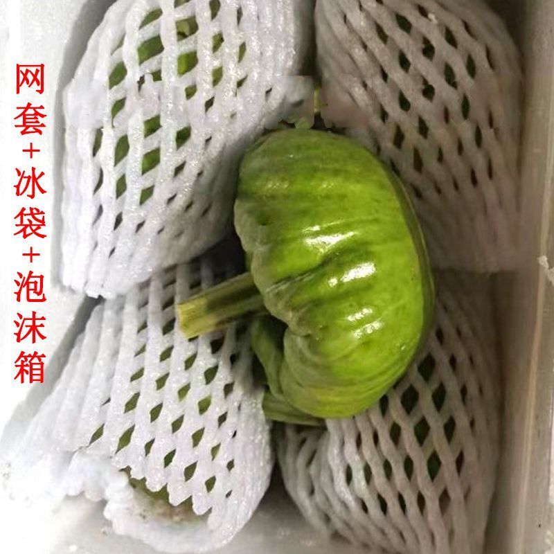 云南姜饼瓜新鲜采摘云南直发