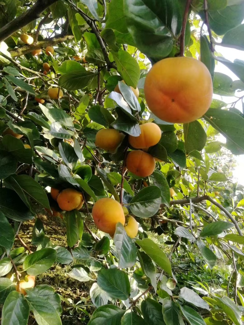 诚信经营，七月黄，火葫芦，吊红，代发全国，分拣，包装