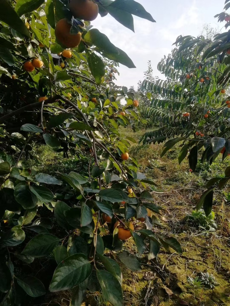 诚信经营，七月黄，火葫芦，吊红，代发全国，分拣，包装