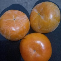 福利经营七月黄，吊红，火葫芦，阳丰，次郎，产地代发全国