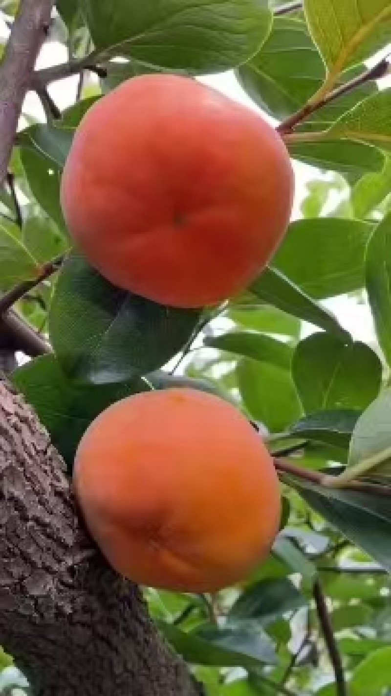 福利经营七月黄，吊红，火葫芦，阳丰，次郎，产地代发全国
