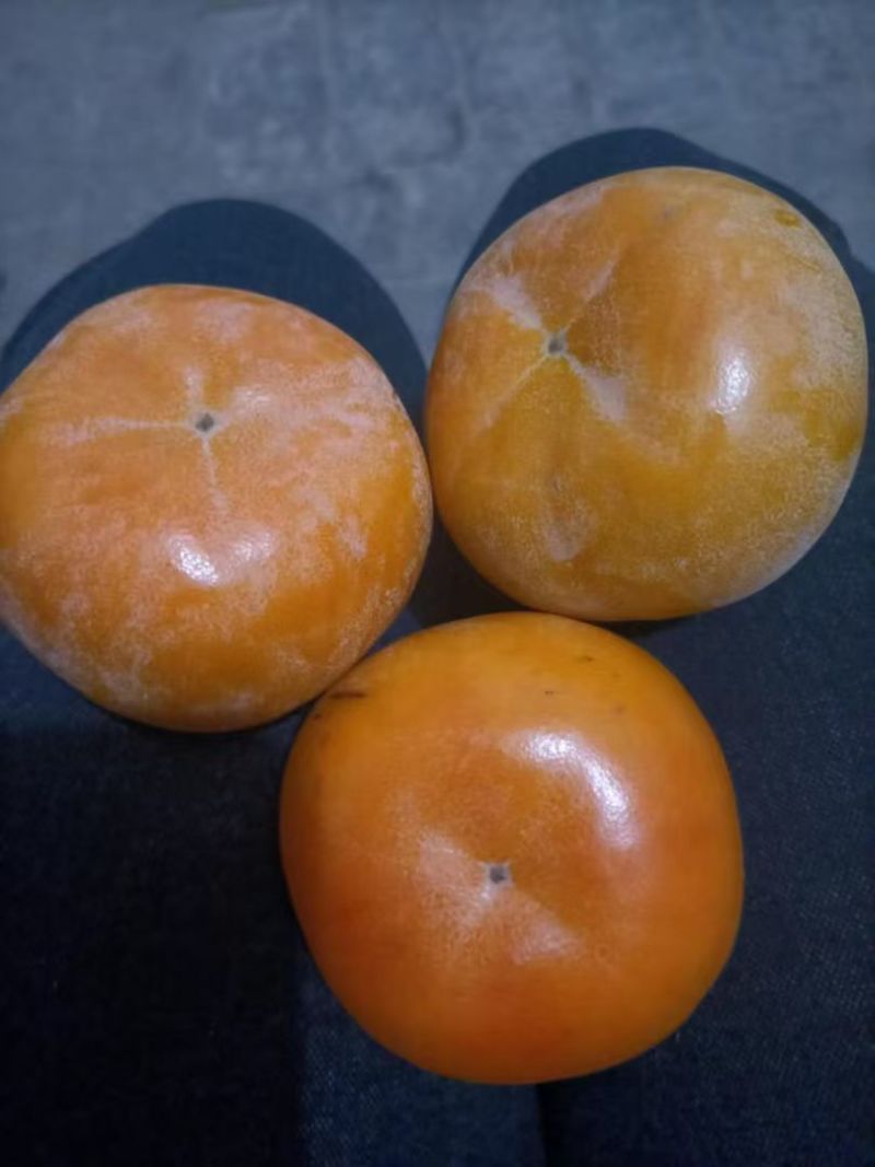 福利经营七月黄，吊红，火葫芦，阳丰，次郎，产地代发全国