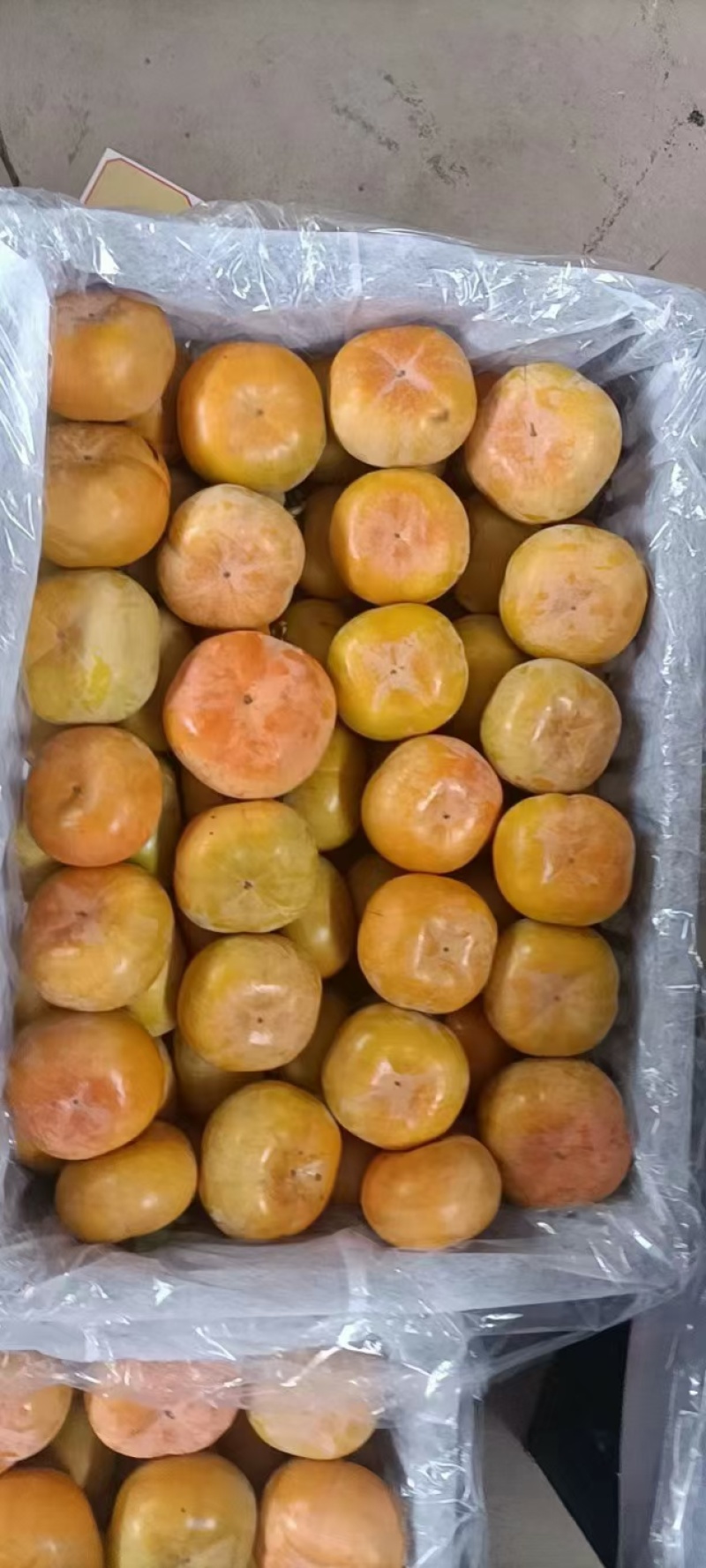 福利经营七月黄，吊红，火葫芦，阳丰，次郎，产地代发全国