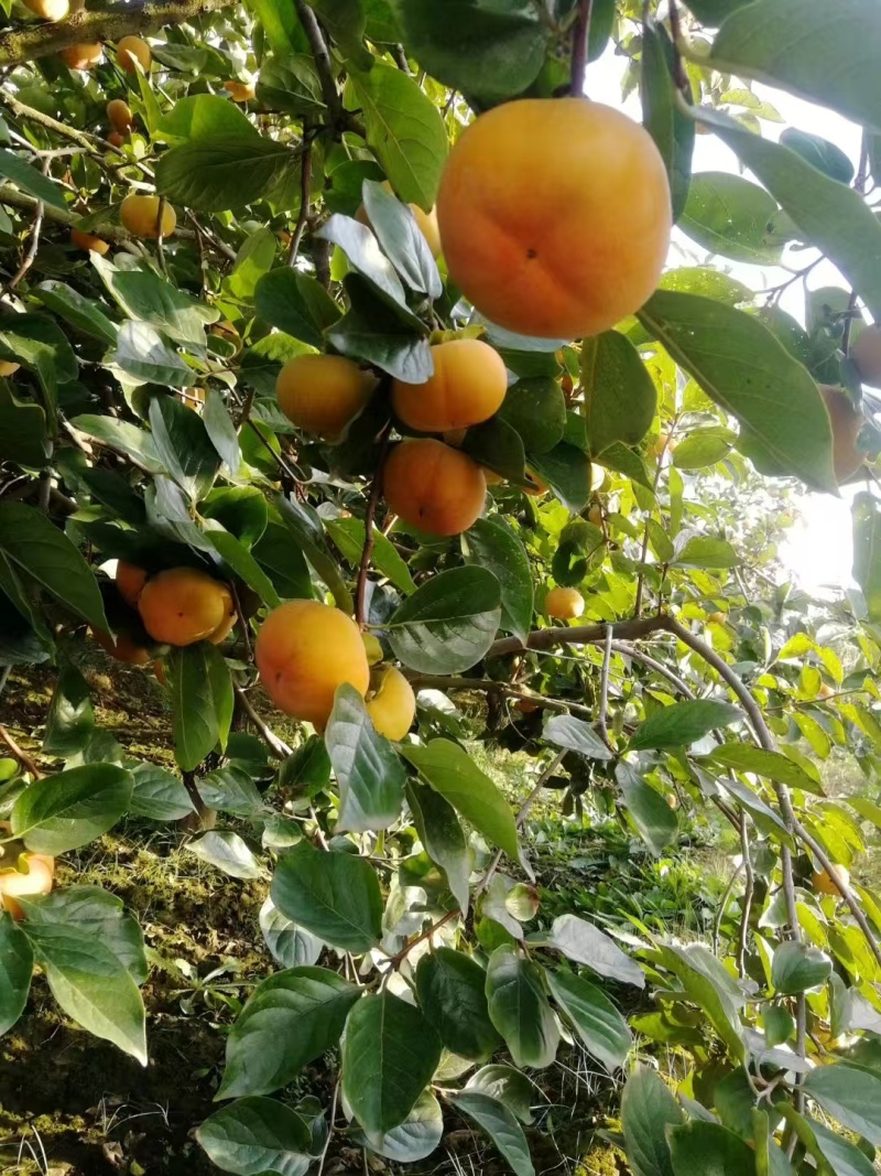 福利经营七月黄，吊红，火葫芦，阳丰，次郎，产地代发全国