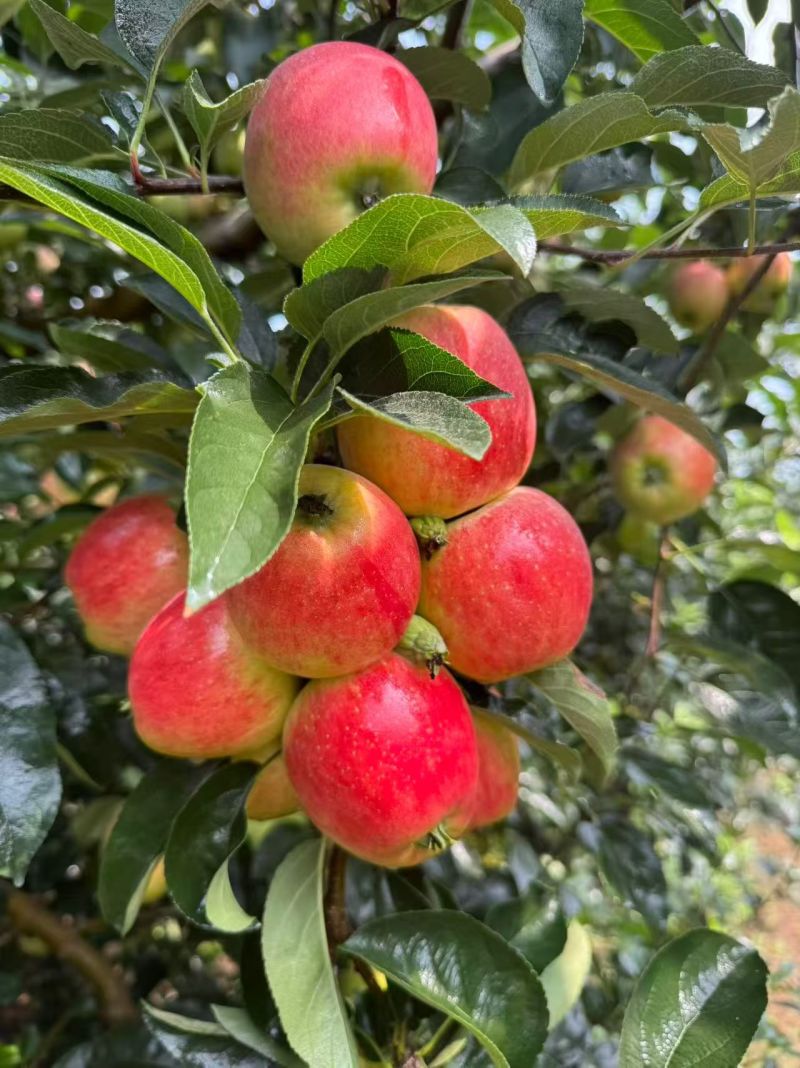 蒙山鲁丽苹果大量上市对接电商平台供应链