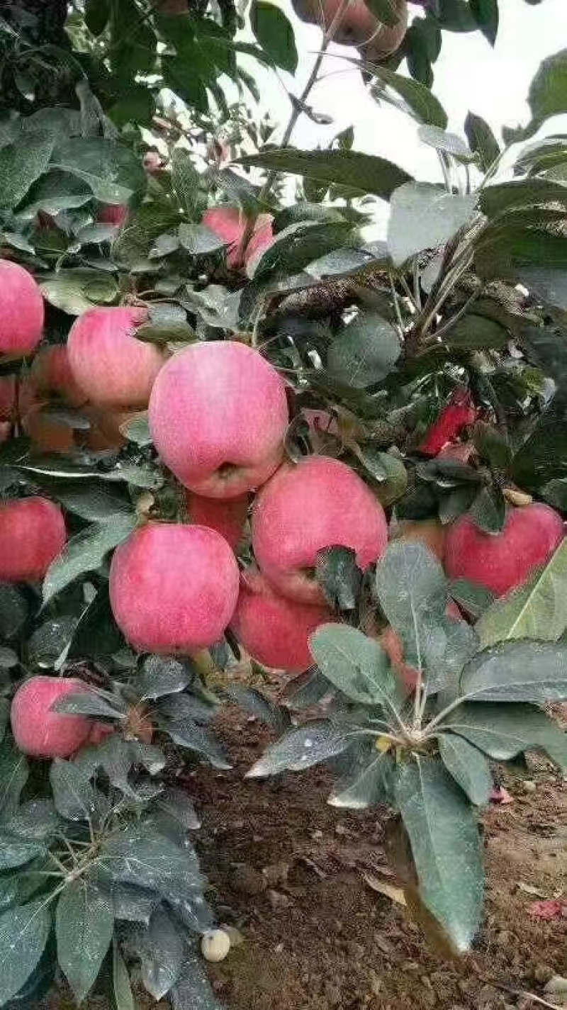 山东嘎啦苹果产地大量供应