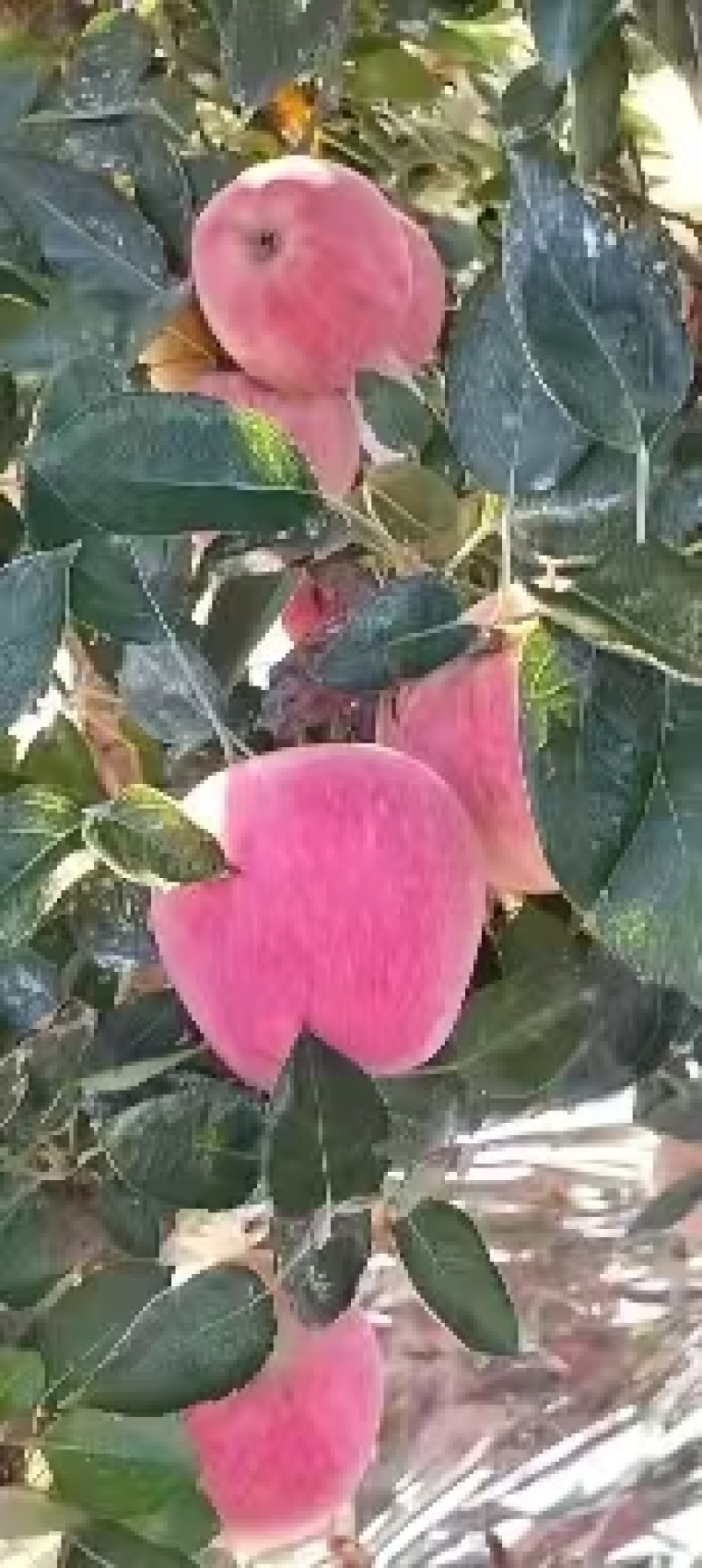 山东嘎啦苹果产地大量供应