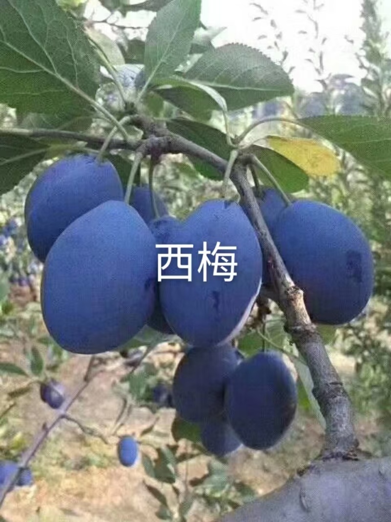 西梅大量上市了口感好