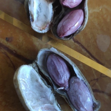花生，四粒红