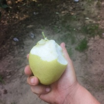 永清皇冠梨，大量供货，脆甜可口水嫩多汁！量大便宜不是抹货