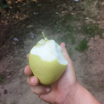 永清皇冠梨，大量供货，脆甜可口水嫩多汁！量大便宜不是抹货