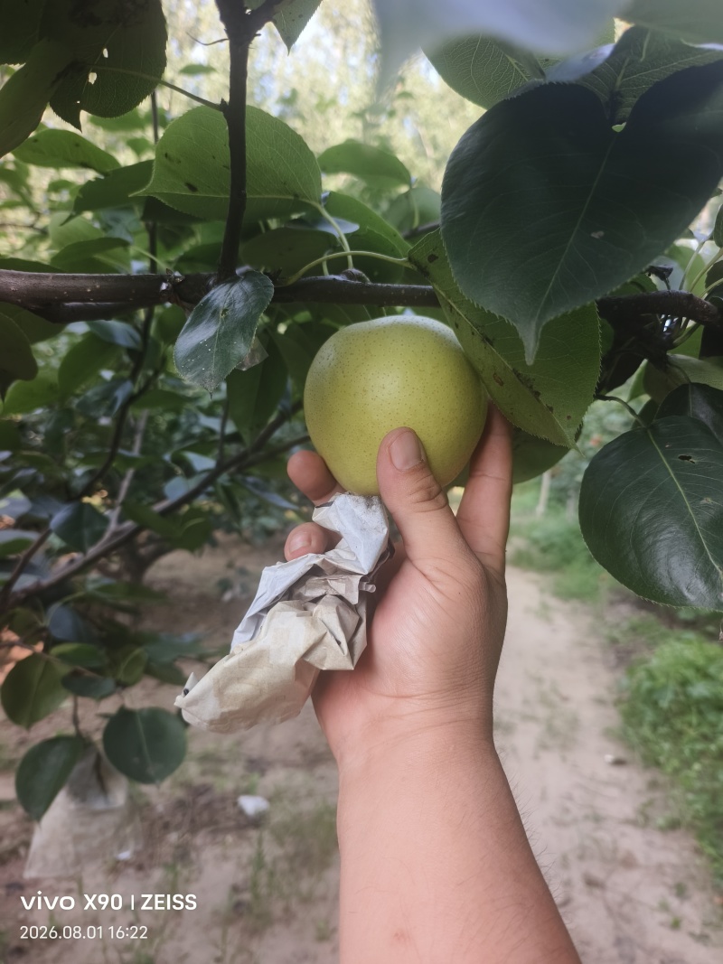 永清皇冠梨，大量供货，脆甜可口水嫩多汁！量大便宜不是抹货