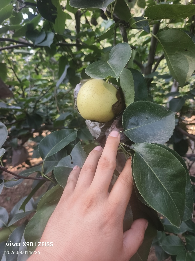 永清皇冠梨，大量供货，脆甜可口水嫩多汁！量大便宜不是抹货