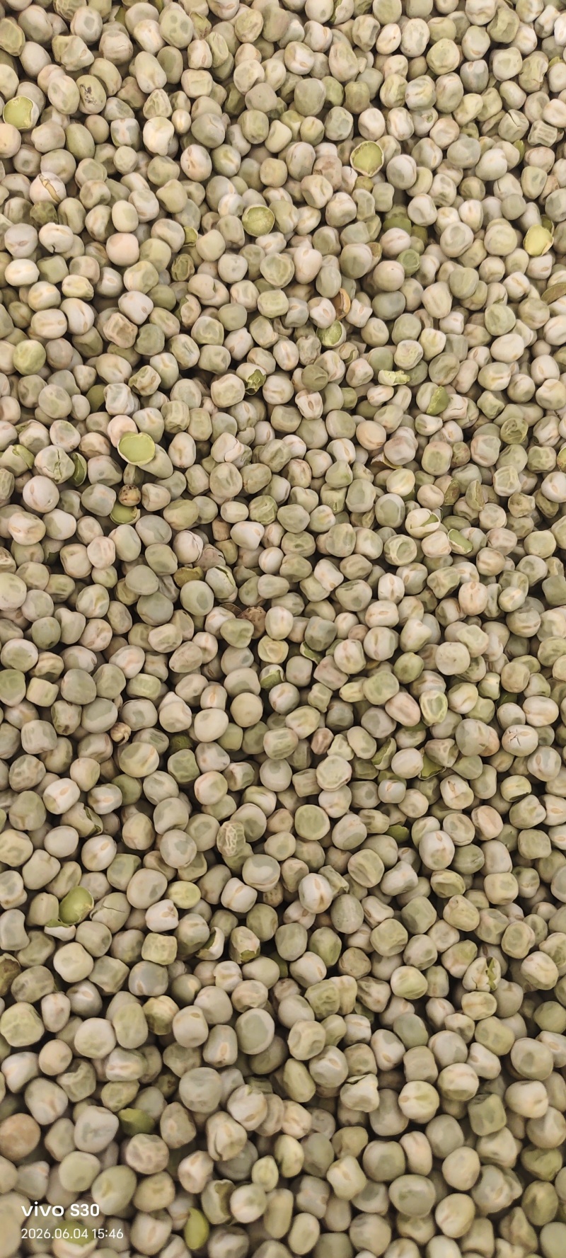 出售自家种绿豌豆8吨