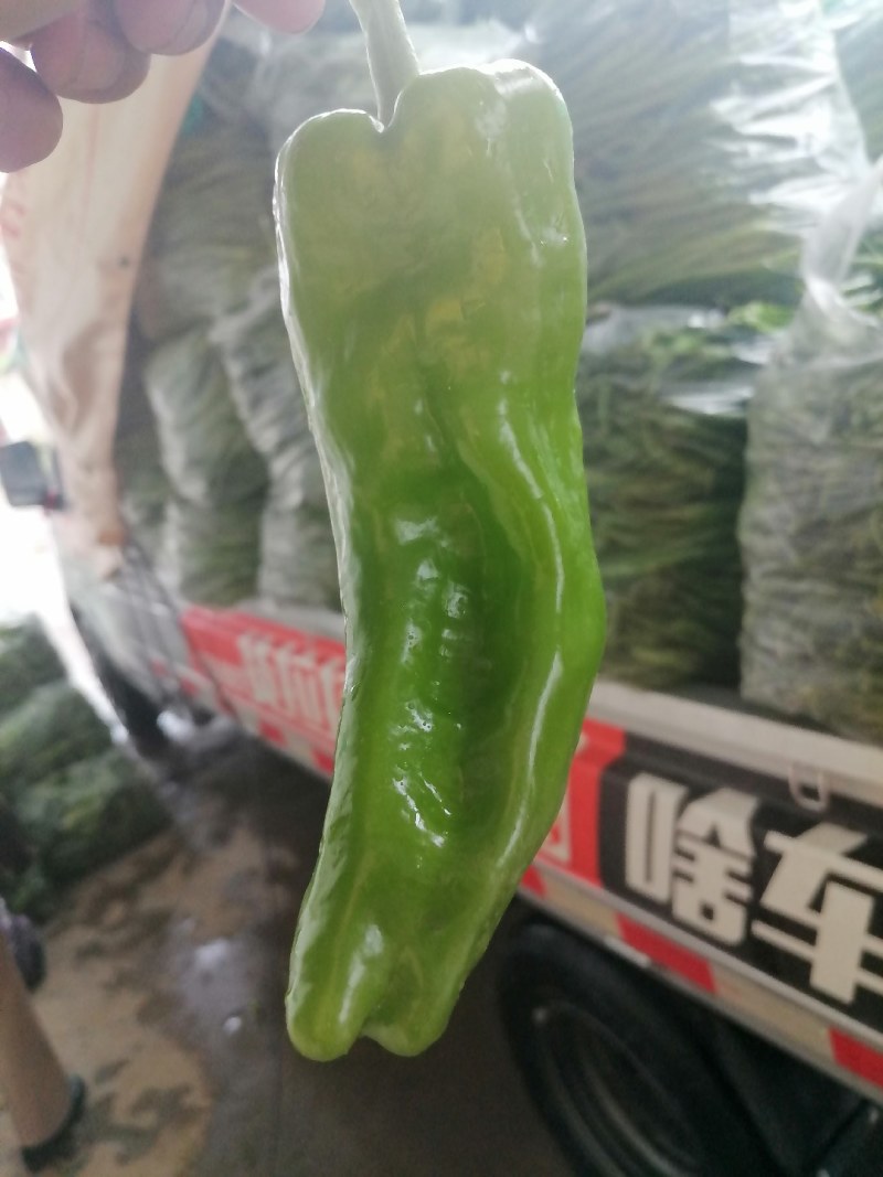 精品线椒二荆条产地大量供应黄皮线椒黑皮线椒泡椒红线椒货源充足