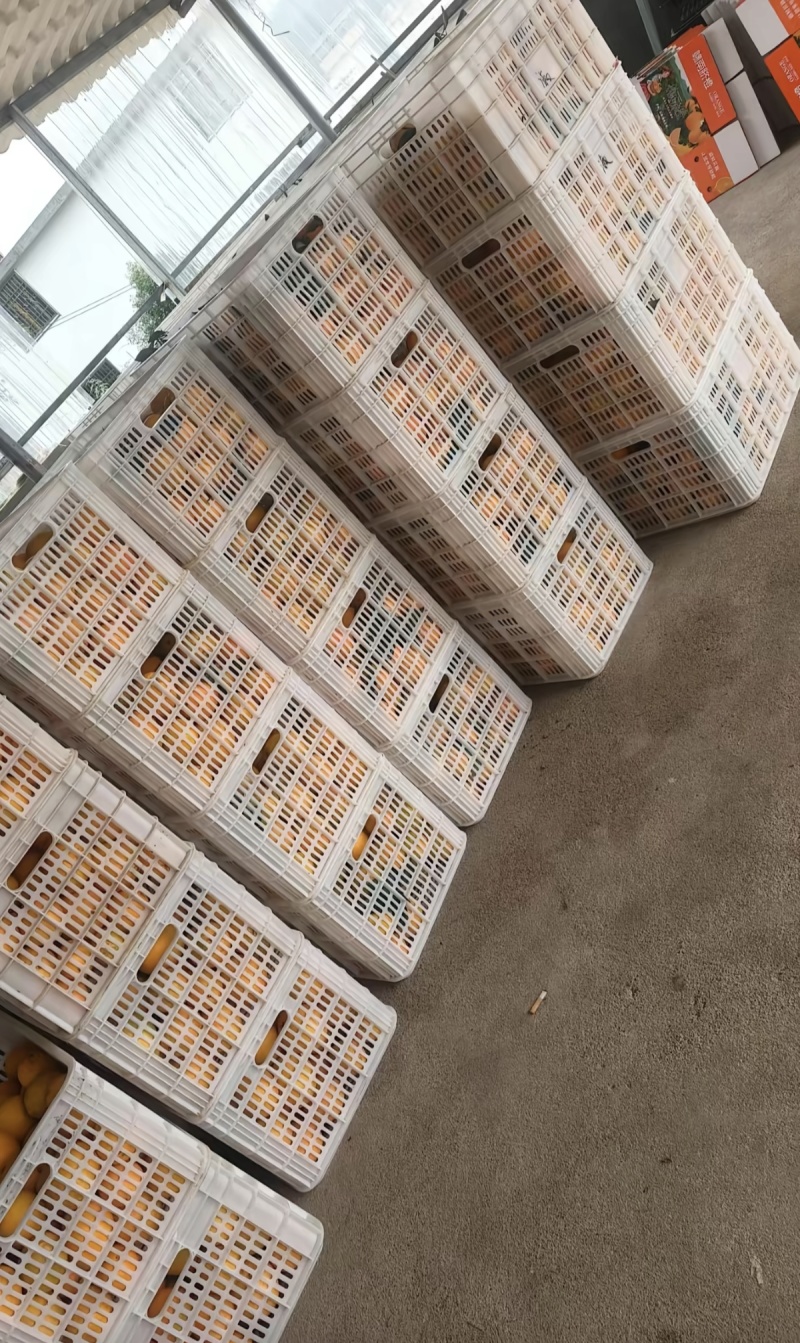 永州市江永精品脐橙，个大水分足,规格70mm--90mm