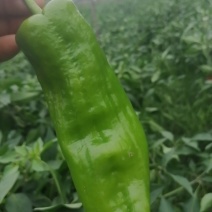 精品泡椒黄皮线椒货源充足个头大口感好泡椒线椒黑皮线椒二荆条