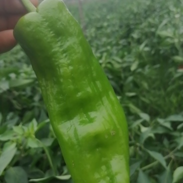 精品泡椒黄皮线椒货源充足个头大口感好泡椒线椒黑皮线椒二荆条