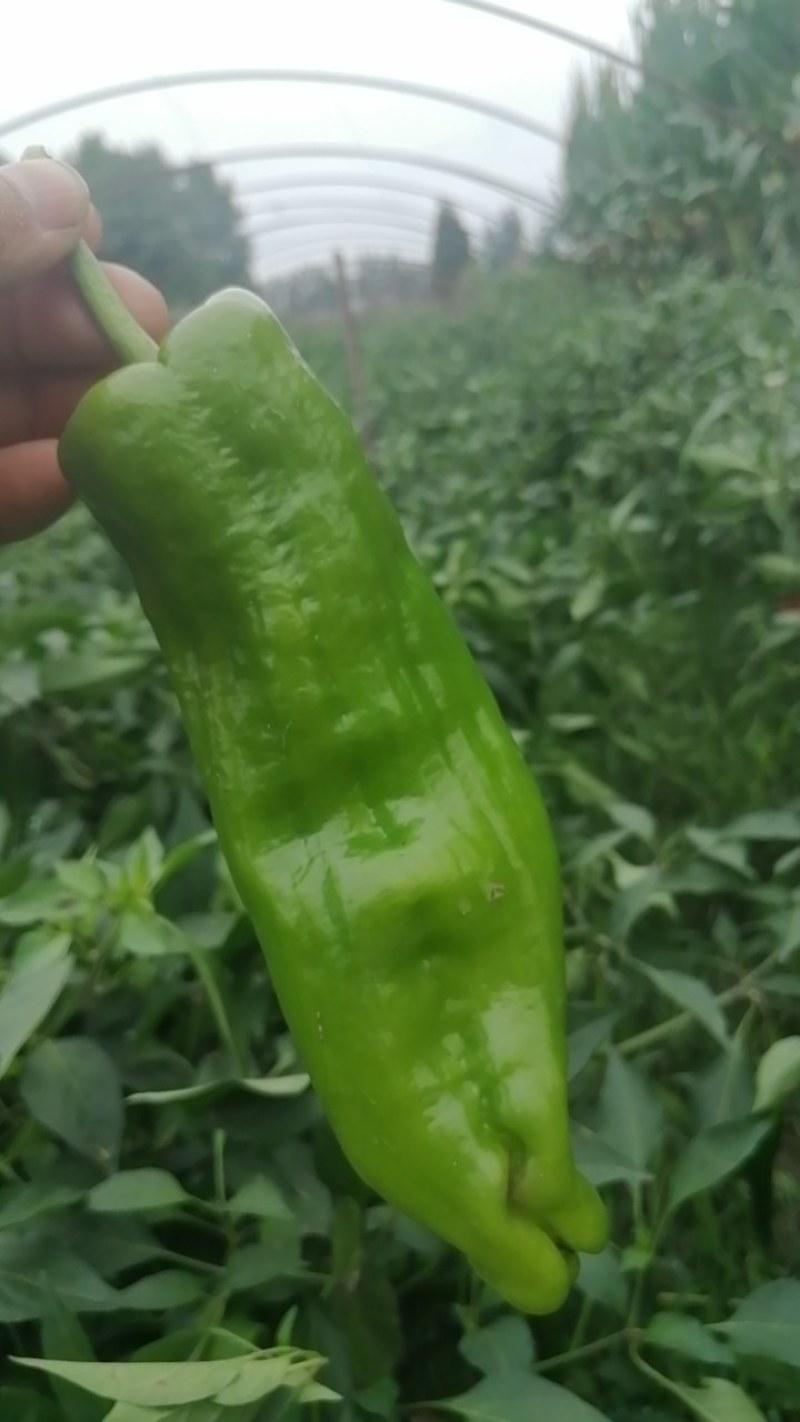 精品泡椒黄皮线椒货源充足个头大口感好泡椒线椒黑皮线椒二荆条