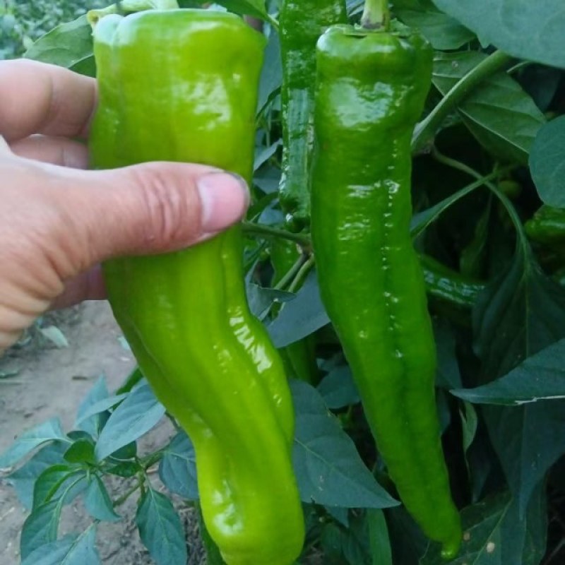 精品泡椒黄皮线椒货源充足个头大口感好泡椒线椒黑皮线椒二荆条