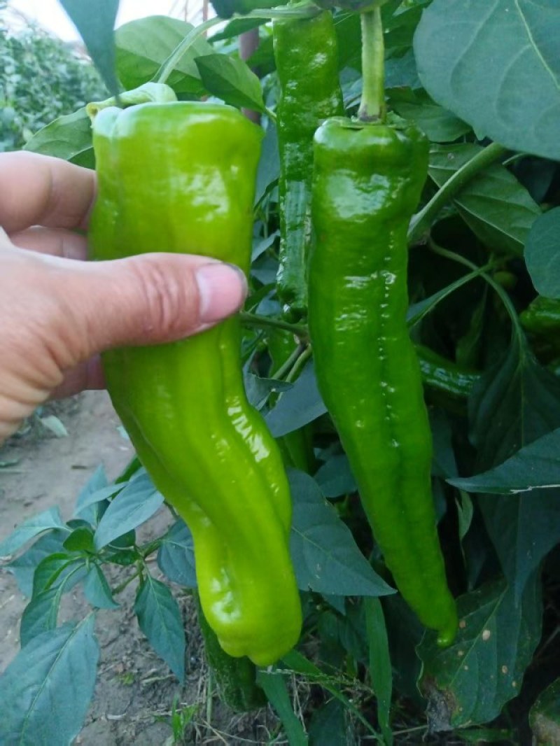精品泡椒黄皮线椒货源充足个头大口感好泡椒线椒黑皮线椒二荆条