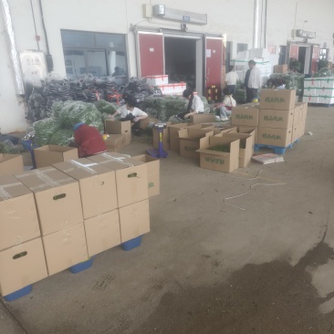 红菜苔鲜辣椒
