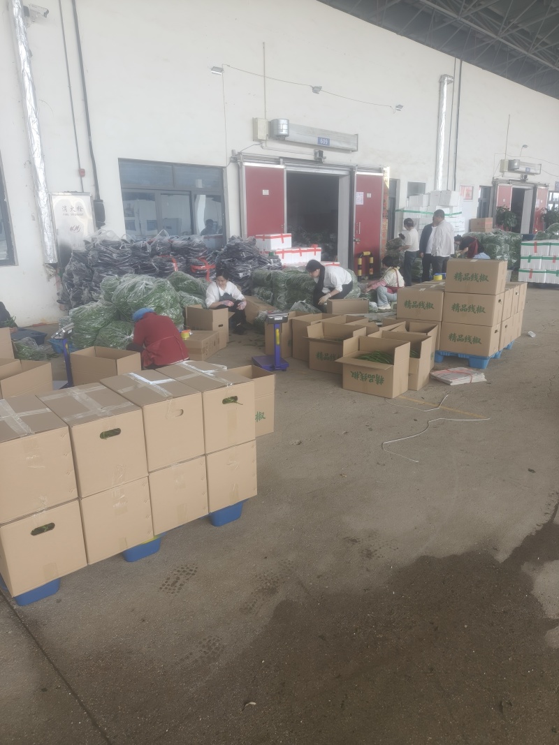 红菜苔鲜辣椒