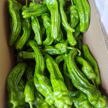 高山精品辣椒
