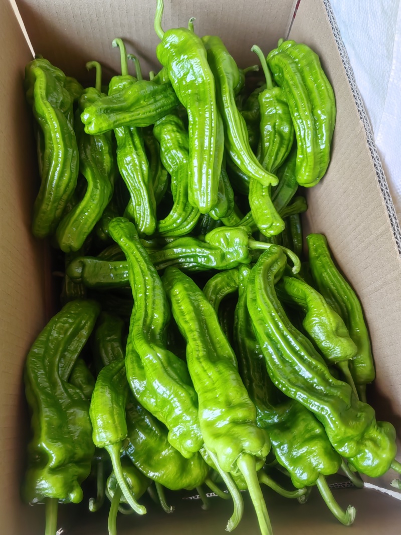 高山精品辣椒