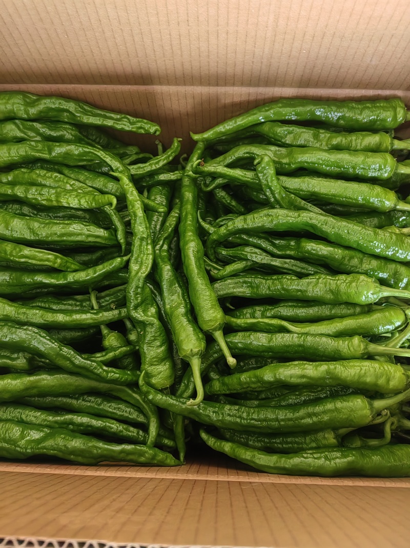 高山精品辣椒