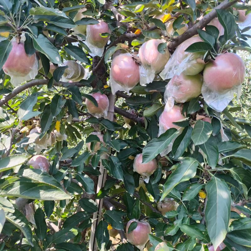 美八苹果火热卖货，美八苹果行情，美八苹果价格
