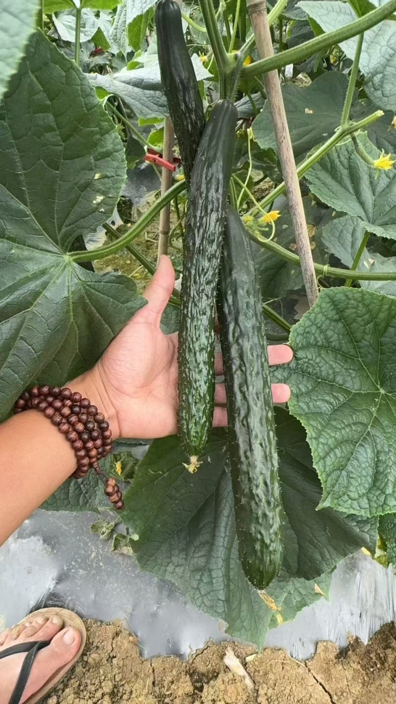 贵州黄瓜，大量上市。价格毛毛钱，电商，市场货都可供货